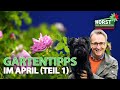 Gartentipps im April (Teil 1) | Kletterrose, Dahlien, Staudenbeet | Horst sein Schrebergarten