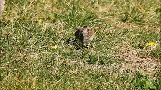 TORCECUELLO EUROASIATICO jynx torquilla - Eurasian wryneck