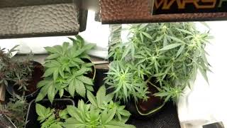 mars hydro ts600 X2 small cupboard grow, 1 lemon haze, X2 pink kush, X3 runtz muffin