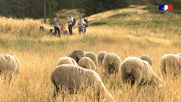 Following the tracks of the OFB