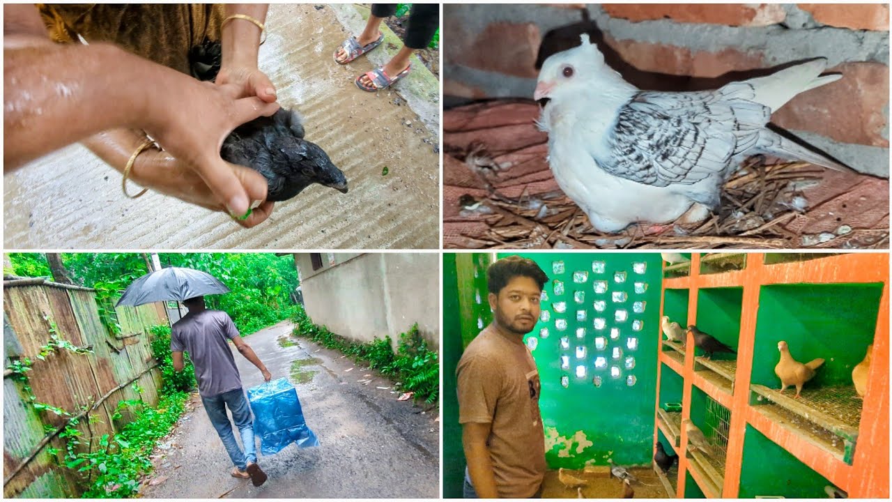 কবুতর কিনতে গিয়ে এক্সিবিশন কবুতর পালিয়ে গেছে 😵😖