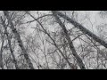Карело-финская лайка охота на куницу 11 месяцев