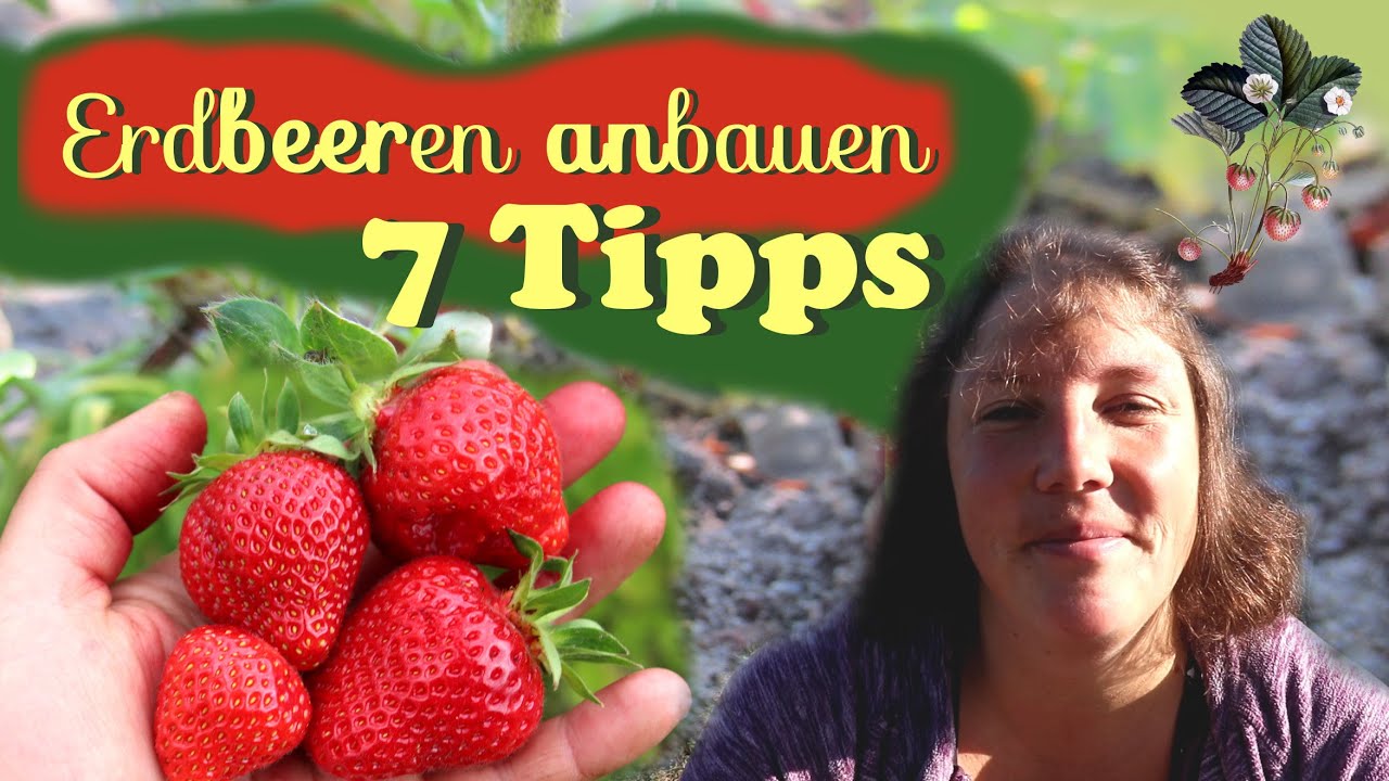 7 Tipps frs  Erdbeeren anbauen