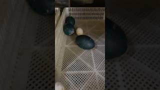 ostrich egg hatching Part 2