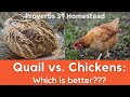 Quail vs. Chickens: Which is Better?? (And the Chickens Make Me a Liar...)