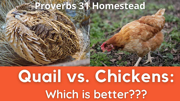 Quail vs. Chickens: Which is Better?? (And the Chi...