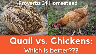 Quail vs. Chickens: Which is Better?? (And the Chickens Make Me a Liar...)
