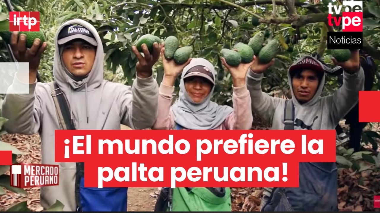 La palta peruana conquista el mundo y apunta al liderazgo global | “Mercado peruano”