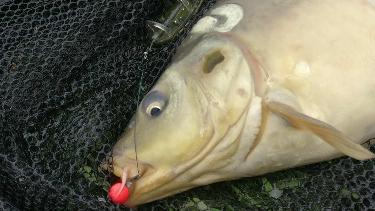 POP UP for CARP / Pescuitul cu Pop up!