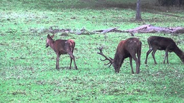 Reference: Deer Movement