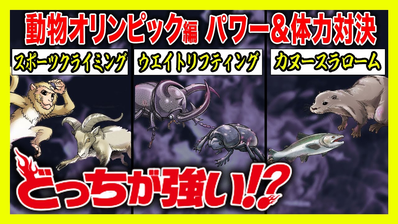 どっちが強い 動物たちの熱き戦いが始まる スポーツクライミング ウエイトリフティング カヌースラローム もしも動物だけでオリンピックを開催したらどうなる Youtube