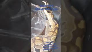 First year breeding ball pythons and the locks don't stop