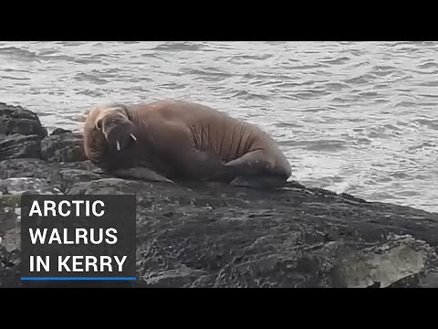 Exhausted Arctic walrus turns up in Ireland