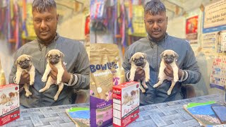 PUG MALE AND FEMALE | VODAFONE WALA DOG | Dogs offer | SALONI PET SHOP