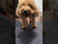 赤子を守る母犬ってか