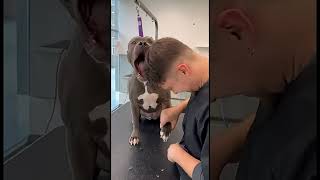 This Dog Has Terrible Luck #dog #unluckdog #fyp
