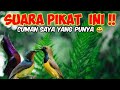 Suara Pikat Kolibri Wulung, Konin dan Sogon