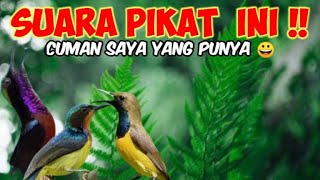 Suara Pikat Kolibri Wulung, Konin dan Sogon