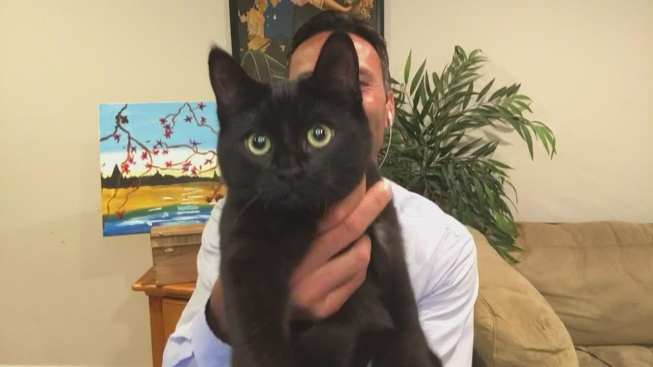 It's official. Todd Gutner is obsessed with his cat.