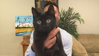 It's official. Todd Gutner is obsessed with his cat. Information