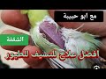 الحل لعلاج التسيف والشقفةمع ابو حبيبة 