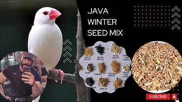 Java Winter Seed Mix #fawnjava #whitejava #javafinch #javasparrow