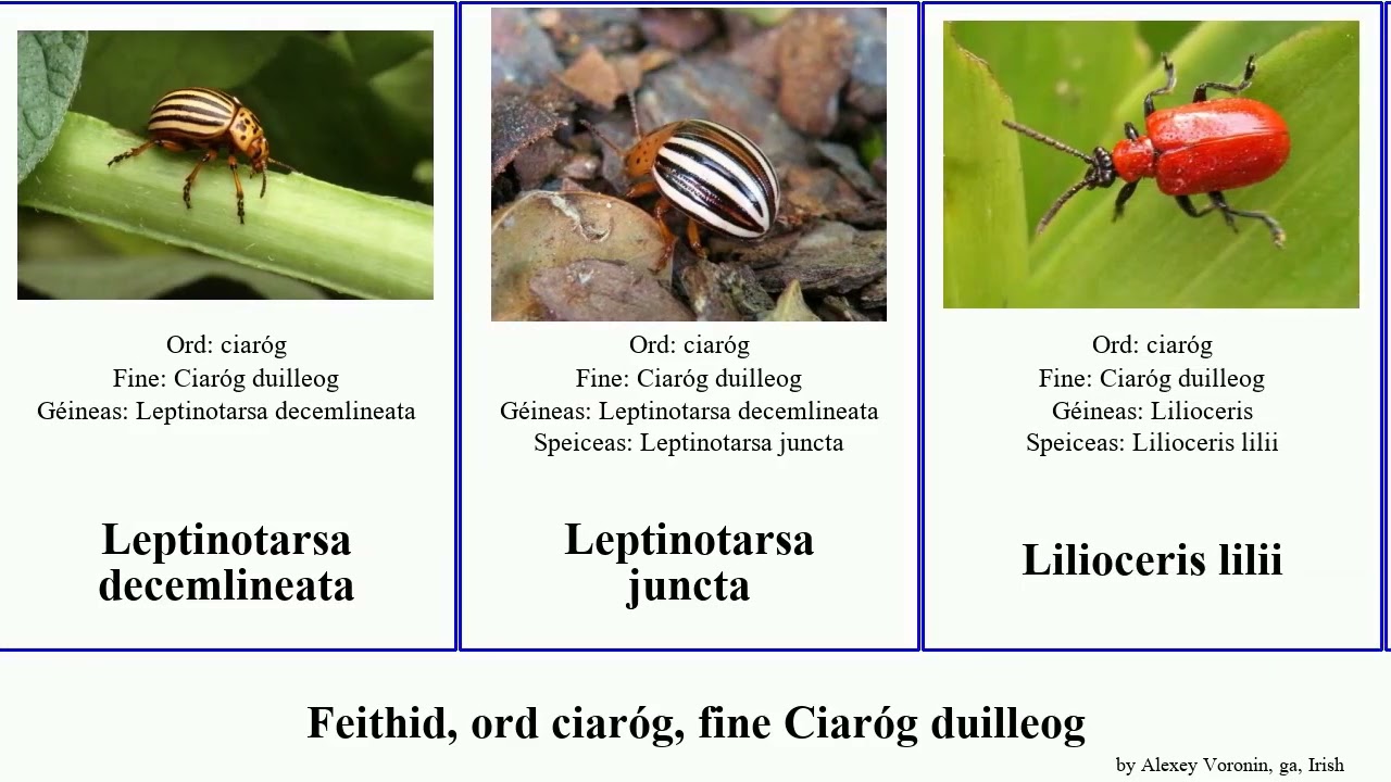 Feithid, ord ciaróg, fine Ciaróg duilleog leaf insect beetle maculata imperialis graminis armigera
