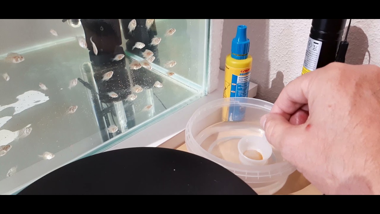 Resumen a 20 días de nado libre, alivines pez disco y después del tratamiento Permanganato Potasico.