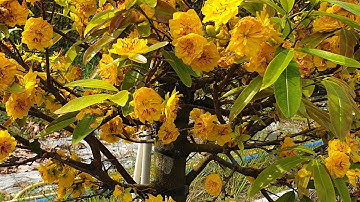 Giao lưu mai Tết cúc thọ hương và đại lộc ngày 27,12,2022 ĐT 0977329080 hiền