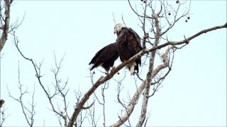 Greenfield Eagle Watch 2017