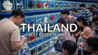 Insane Betta Fish Collection! Exploring Thailand’s Biggest Fish Market!