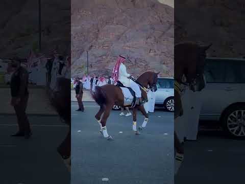 دلع الخيل العربي الاصيل     