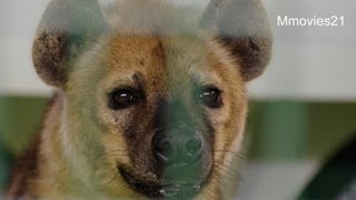 ブチハイエナの噛む力〜Spotted Hyena