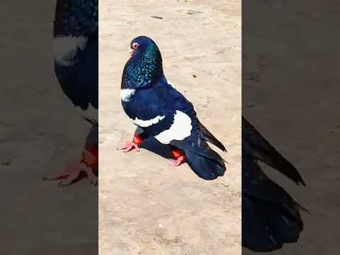 most beautiful pigeons #pigeon #top #kabootarloft05 #birds #kabutar