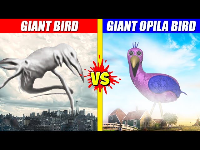 Bird Watcher vs Giant Opila Bird