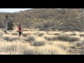 Hanna birddog training steady on point Hanna birddog training steady on point