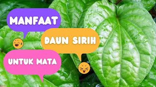 The Benefits of Betel Leaves for Red Eyes, Nearsightedness, and Nearsightedness. Is It Possible?