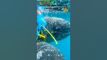 Rescue Sea turtle from Death | #short