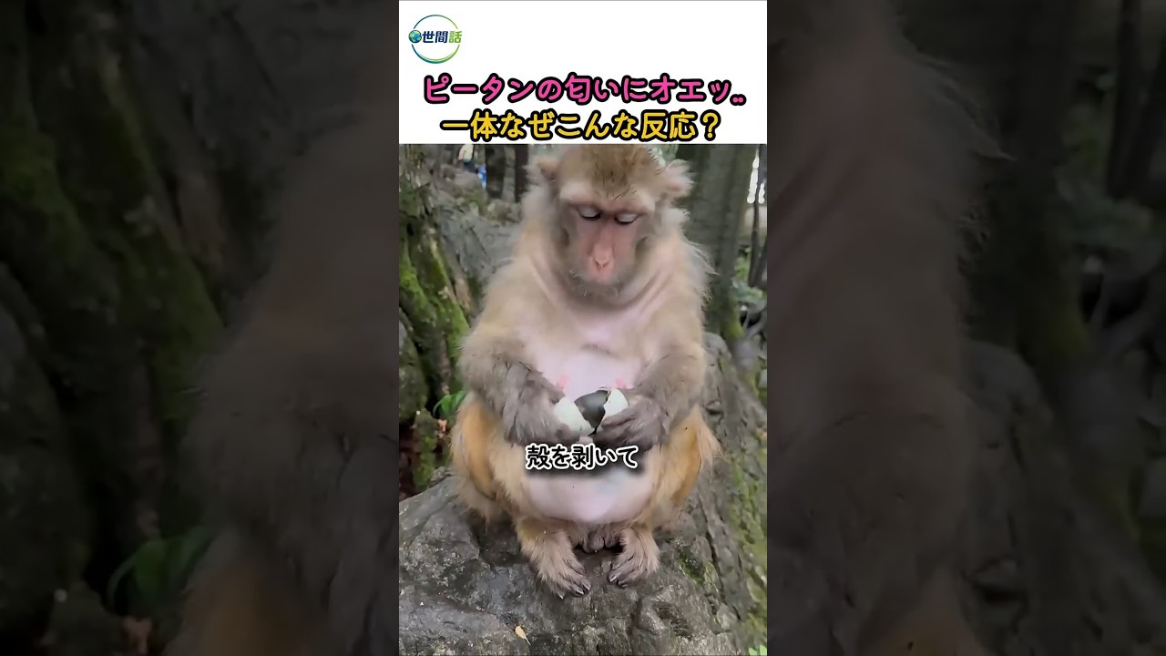 サルが卵を投げ捨てた衝撃の理由…