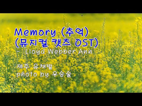 제주 유채밭 &amp;amp; Memory (추억) (뮤지컬 캣츠 OST) /  Lloyd Webber Ann &amp;amp; photo by 우승술