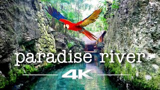 JUNGLE RIVER PARADISE ★ MEXICO ★ XCARET ★ 4K ► 7:25 min