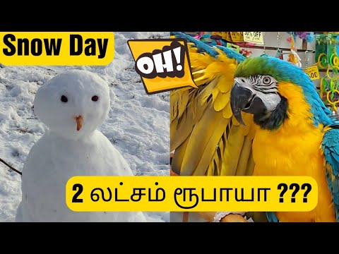 Snow Day Fun in Michigan - Exotic Birds Shop Pogalam - Snow Man Seyyalam - USA Tamil Vlog | Food Tamil - Samayal & Vlogs