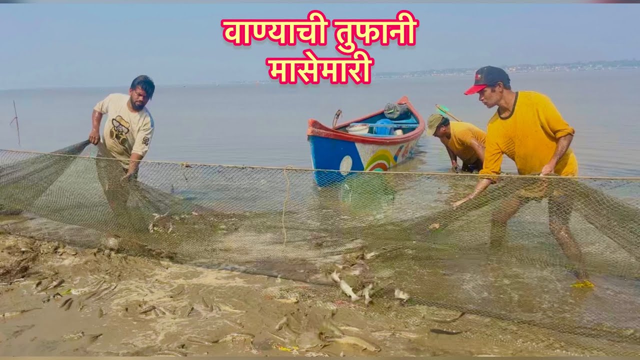 वाण्याची तुफानी मासेमारी,आज सवा‌त जास्त म्हावर पडल ३ होडी 😱बोय ,पिल्सा मस्त एक नंबर म्हावर पडल🤗