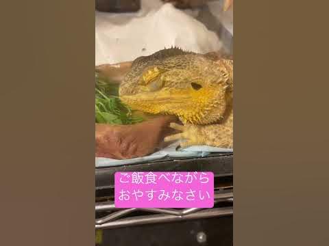 【フトアゴヒゲトカゲ】食べながら寝た。警戒心とは。#フトアゴヒゲトカゲ #爬虫類 #ペット - Hq2