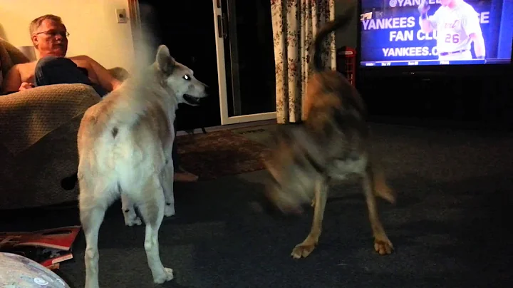 Yukon and Simba Playing