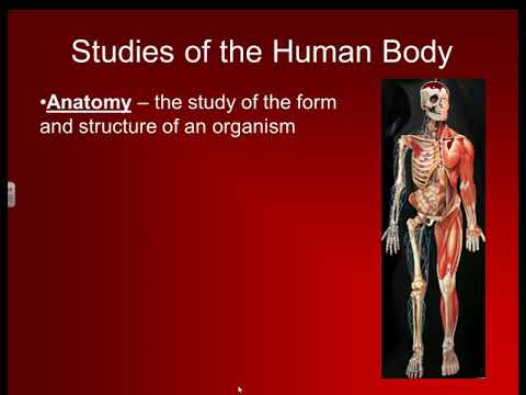Basic structure of human body - YouTube
