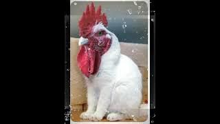 Ayam Den Lapeh/cipt. NURSEHA (personil orkes GUMARANG) melodi ABDUL HAMID/Ajoet Malack cover