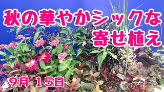 秋の華やかシックな寄せ植え　#プランツギャザリング