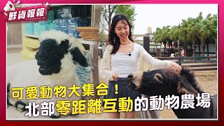 可愛動物大集合！ 北部零距離互動的動物農場 | 鮮貨報報 | 壹起FUN