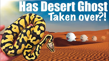 Desert Ghost ball pythons are taking over!?! 😈 🤯